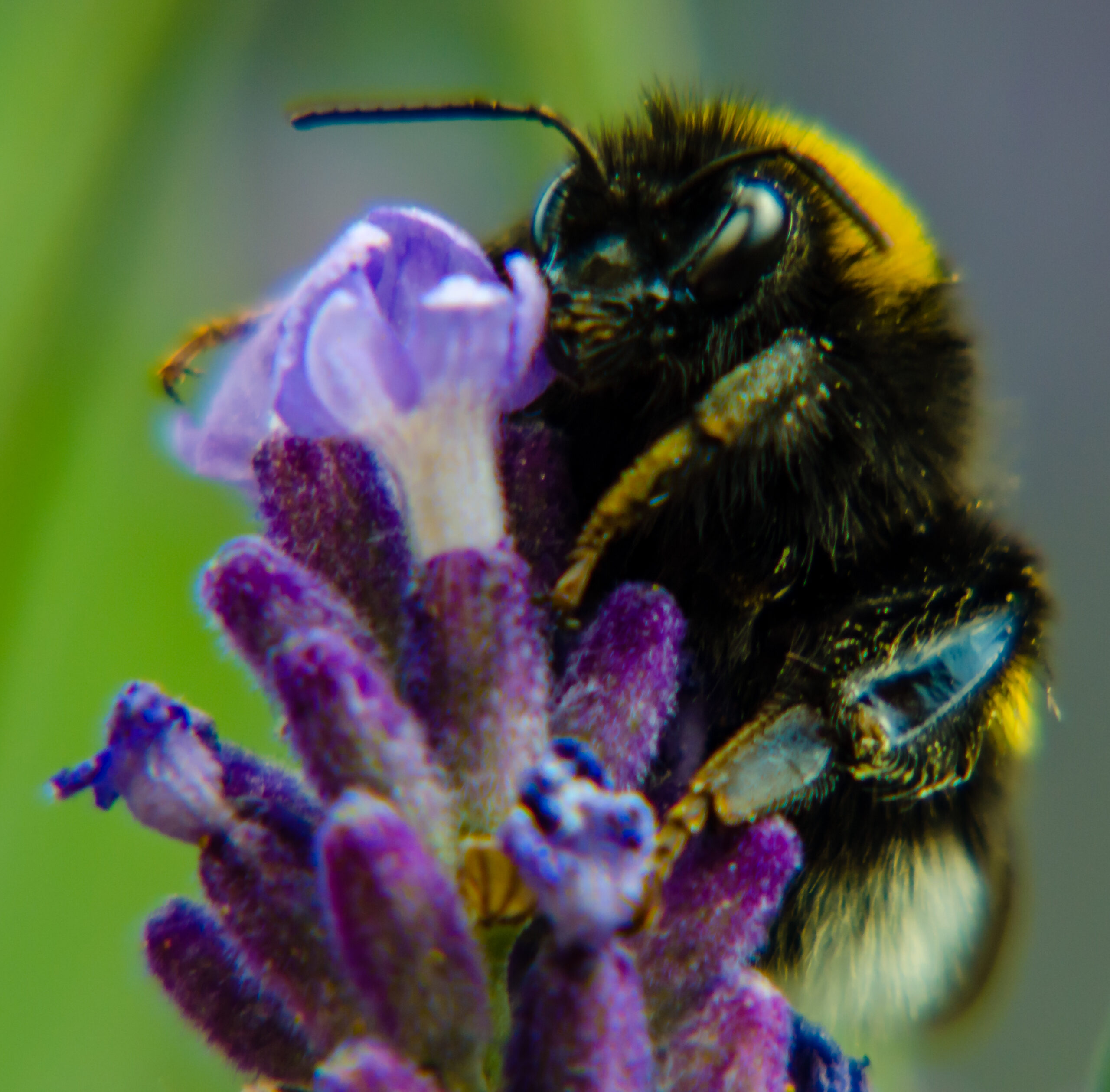 Een hommel rustend op een lavendelbloem